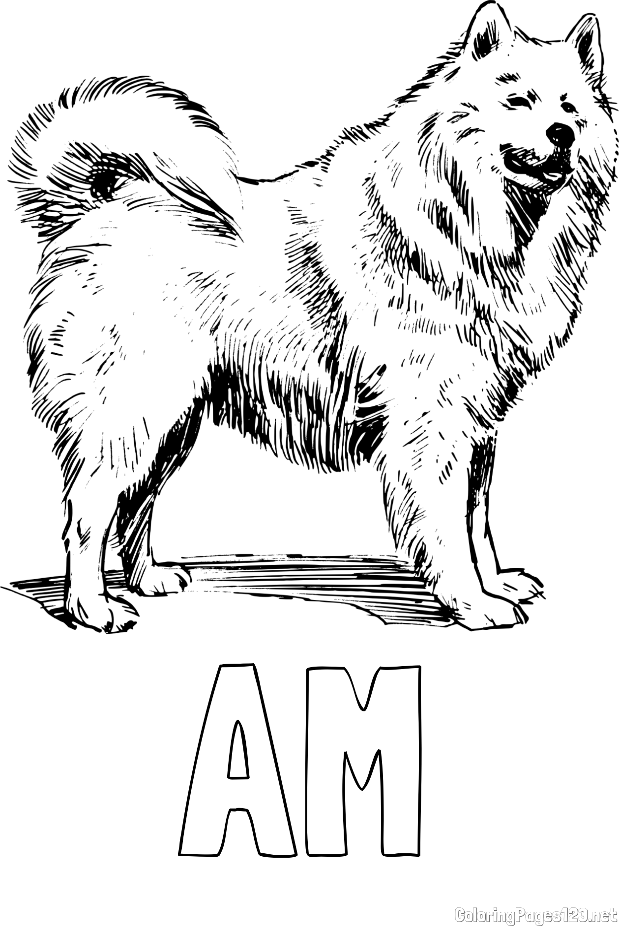 AM Coloring Page and Coloring Page of a Beautiful Siberian Husky