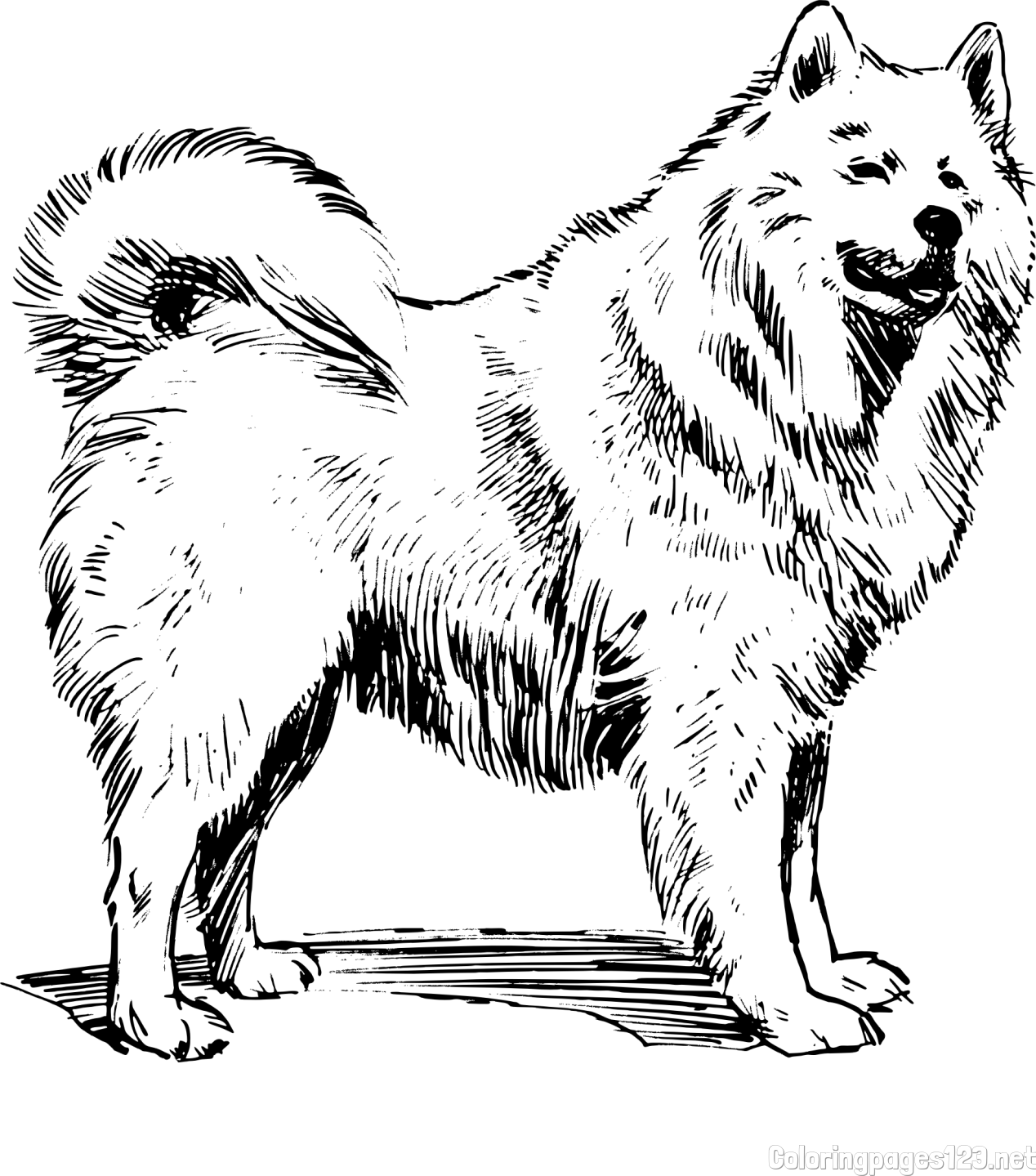 Coloring Page of a Beautiful Siberian Husky