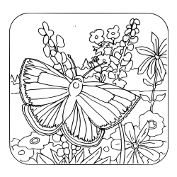 Butterfly on Flower Coloring Page