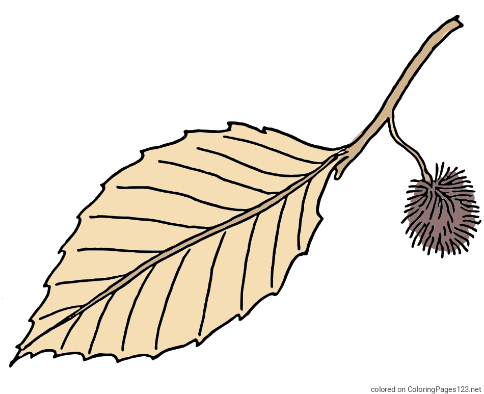Colored coloring page - Chestnut on a Leaf Coloring Page
