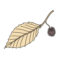 COLORED COLORING - Chestnut on a Leaf Coloring Page