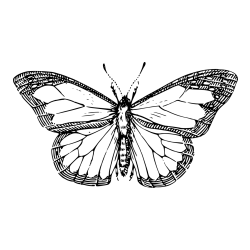 Coloring Page of a Realistic Butterfly