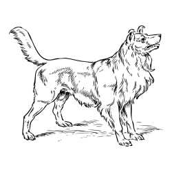 Coloring Page of an Adorable Dog