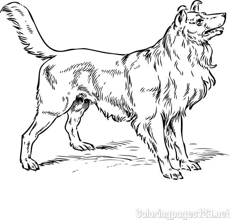 Coloring Page of an Adorable Dog