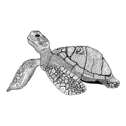 Turtle Mandala Coloring Page