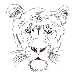 Lioness Head Coloring Page