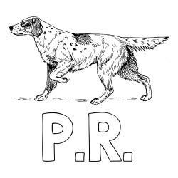Online Created Coloring Page - P.R. Coloring Page and Coloring Page of a Hunting Dog