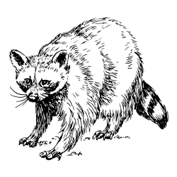Realistic Badger Coloring Page