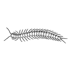 Realistic Centipede Coloring Page