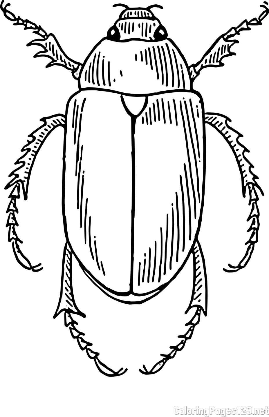 Realistic Cockroach Coloring Page
