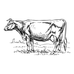 Realistic Cow Coloring Page