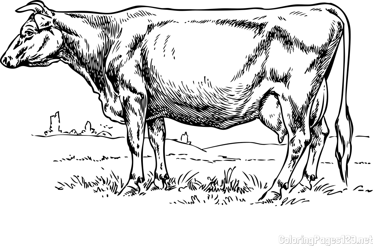 Realistic Cow Coloring Page