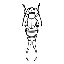 Realistic Earwig Coloring Page