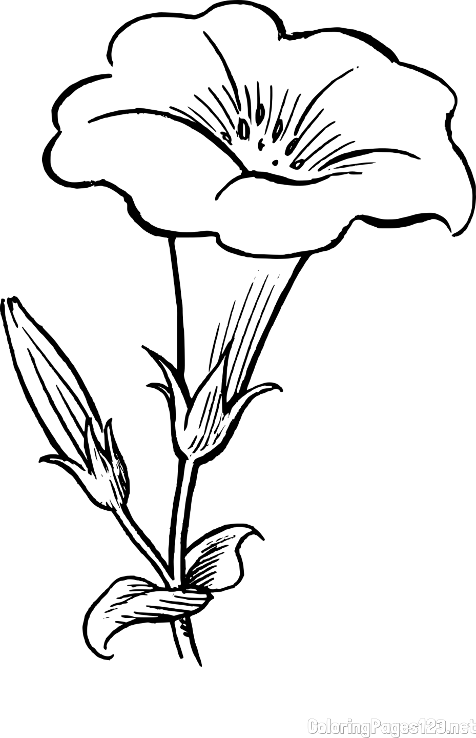 Realistic Gamopetalous Flower Coloring Page