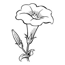 Realistic Gamopetalous Flower Coloring Page