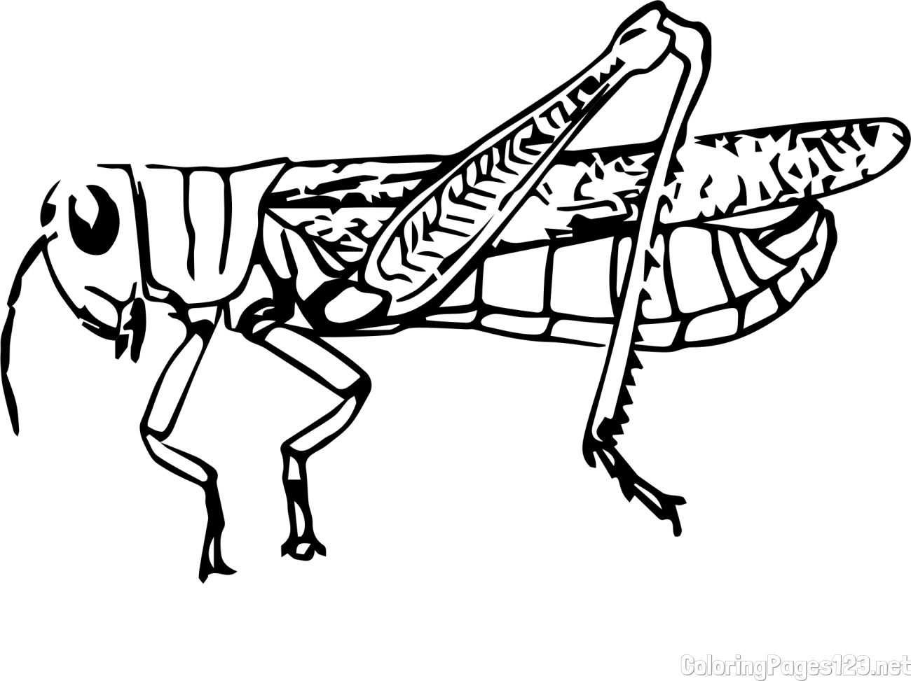 Realistic Grasshopper Coloring Page