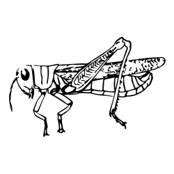 Realistic Grasshopper Coloring Page