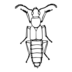 Realistic Insect Coloring Page