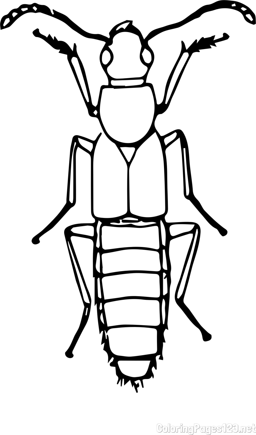 Realistic Insect Coloring Page