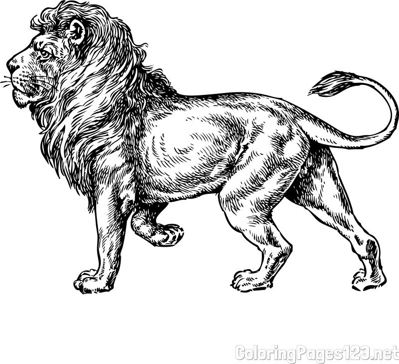 Realistic Lion Coloring Page