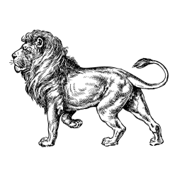 Realistic Lion Coloring Page