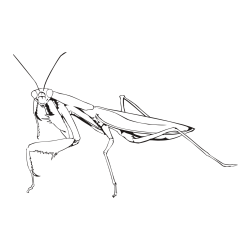 Realistic Praying Mantis Coloring Page