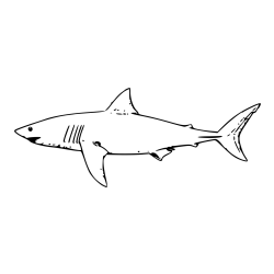 Realistic Shark Coloring Page
