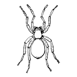 Realistic Tarantula Coloring Page