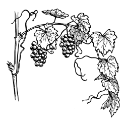 Realistic Vineyard Coloring Page