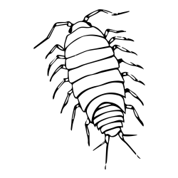 Realistic Woodlouse Coloring Page - Detailed and Educational