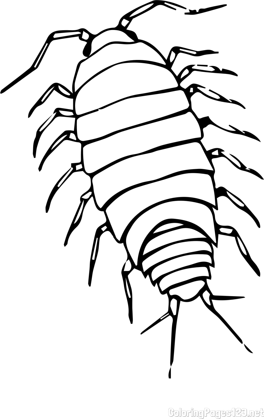 Realistic Woodlouse Coloring Page - Detailed and Educational
