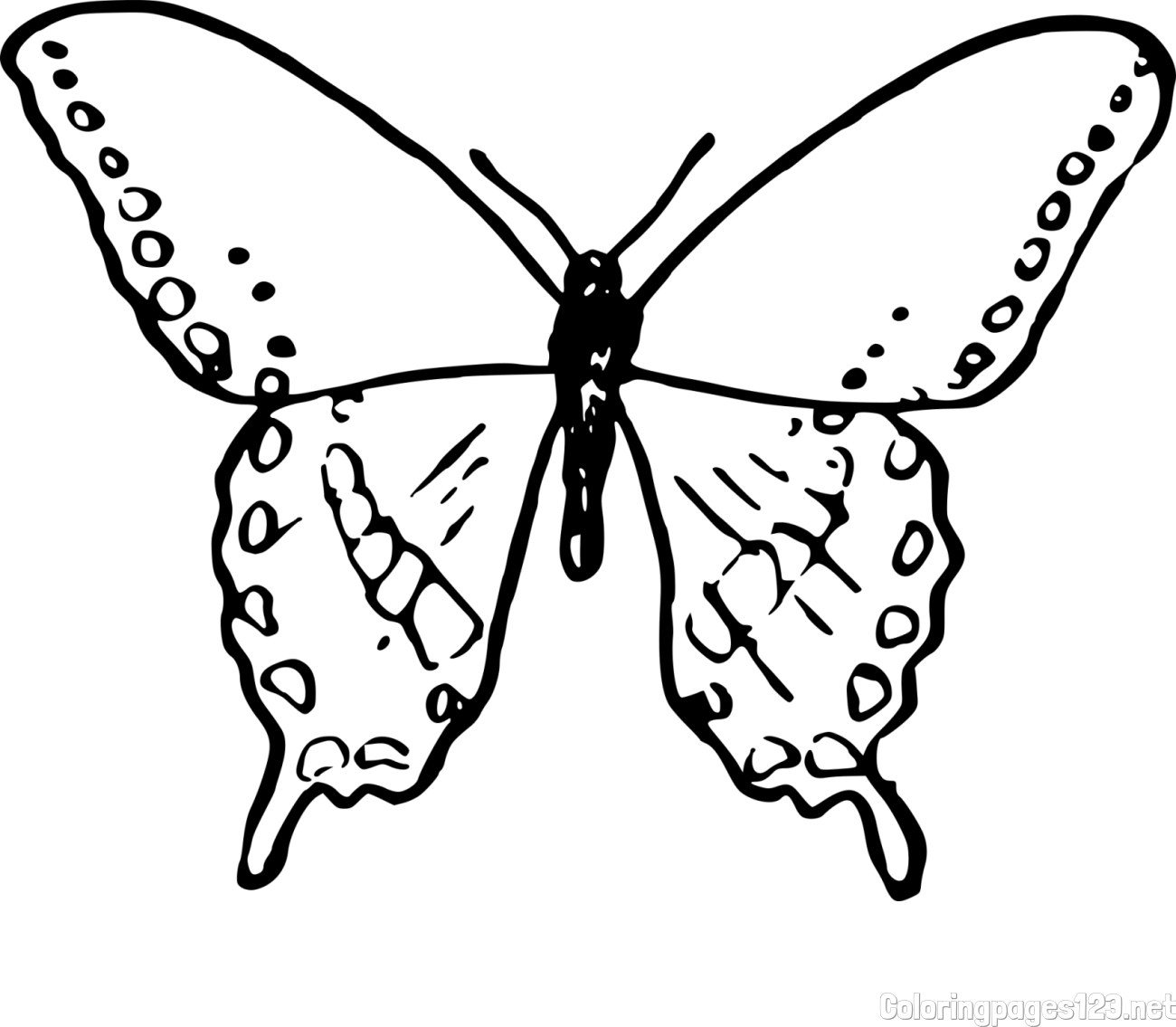 Simple and Realistic Butterfly Coloring Page