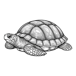 Turtle Coloring Page for Adults