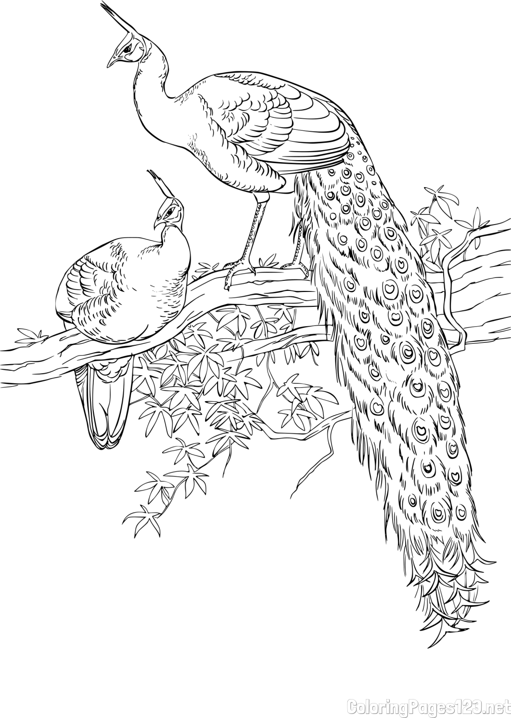 Two Peacocks on a Branch Coloring Page