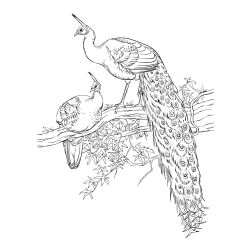 Two Peacocks on a Branch Coloring Page